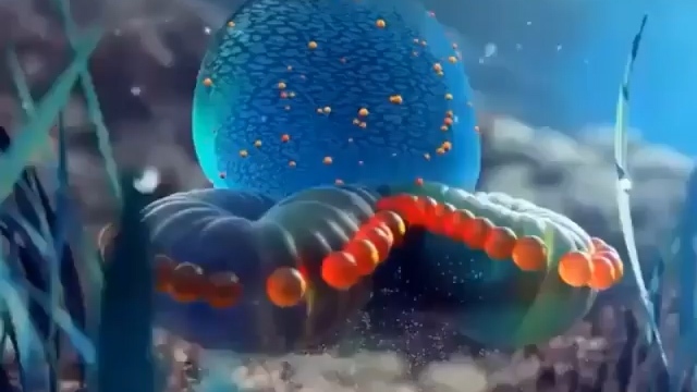 زیباترین و جالب ترین موجودات دریایی زیر آب + فیلم