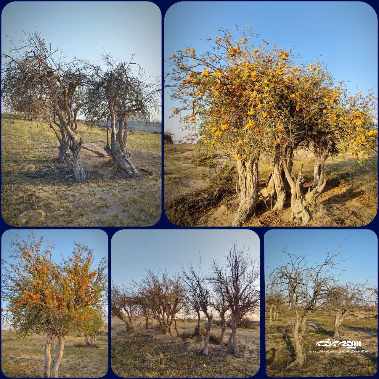انار شیطان؛ زیبای نادر و در حال زوال