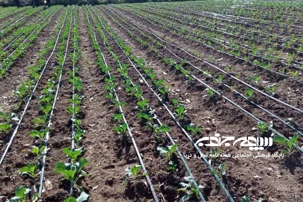 آبیاری تحت فشار فقط بحران آب را بزک می‌کند