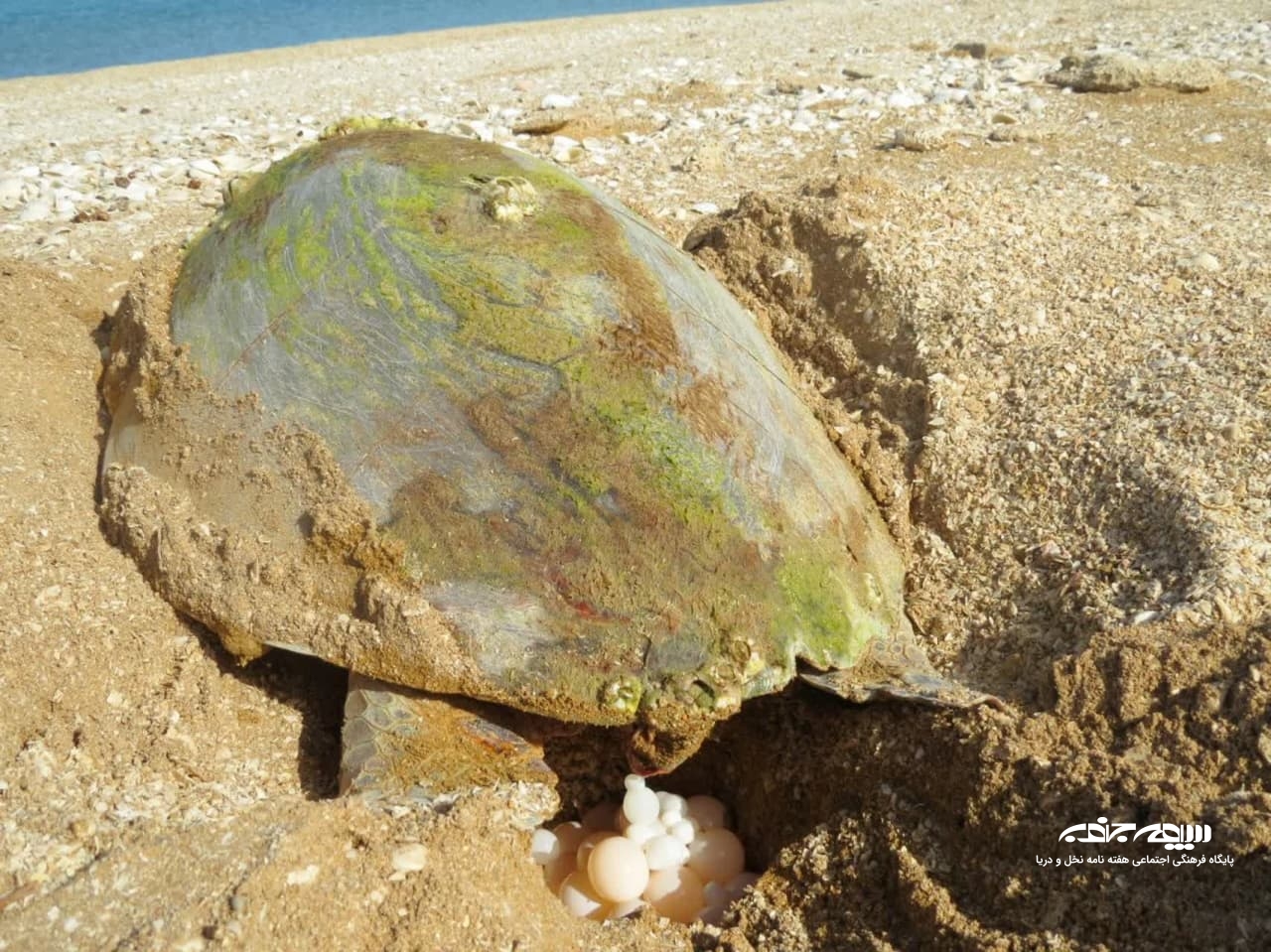 لاکپشتان دریایی