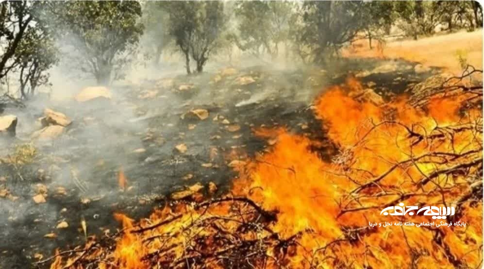 عدم تنازع بقاء در جنگل زاگرس