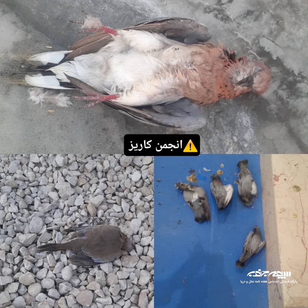 فراگیر شدن مرگ و میر پرندگان در بخش ریز