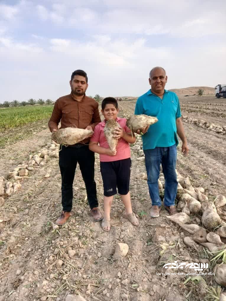 کام شیرین کشاورزان از چغندرقند پاییزه