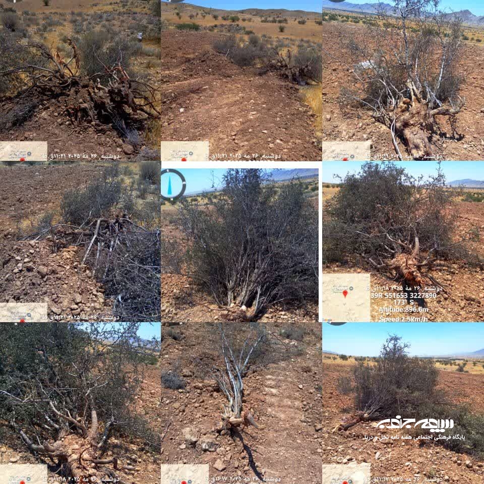 طبیعت زخمی بخش ارم؛ فریادی برای نجات