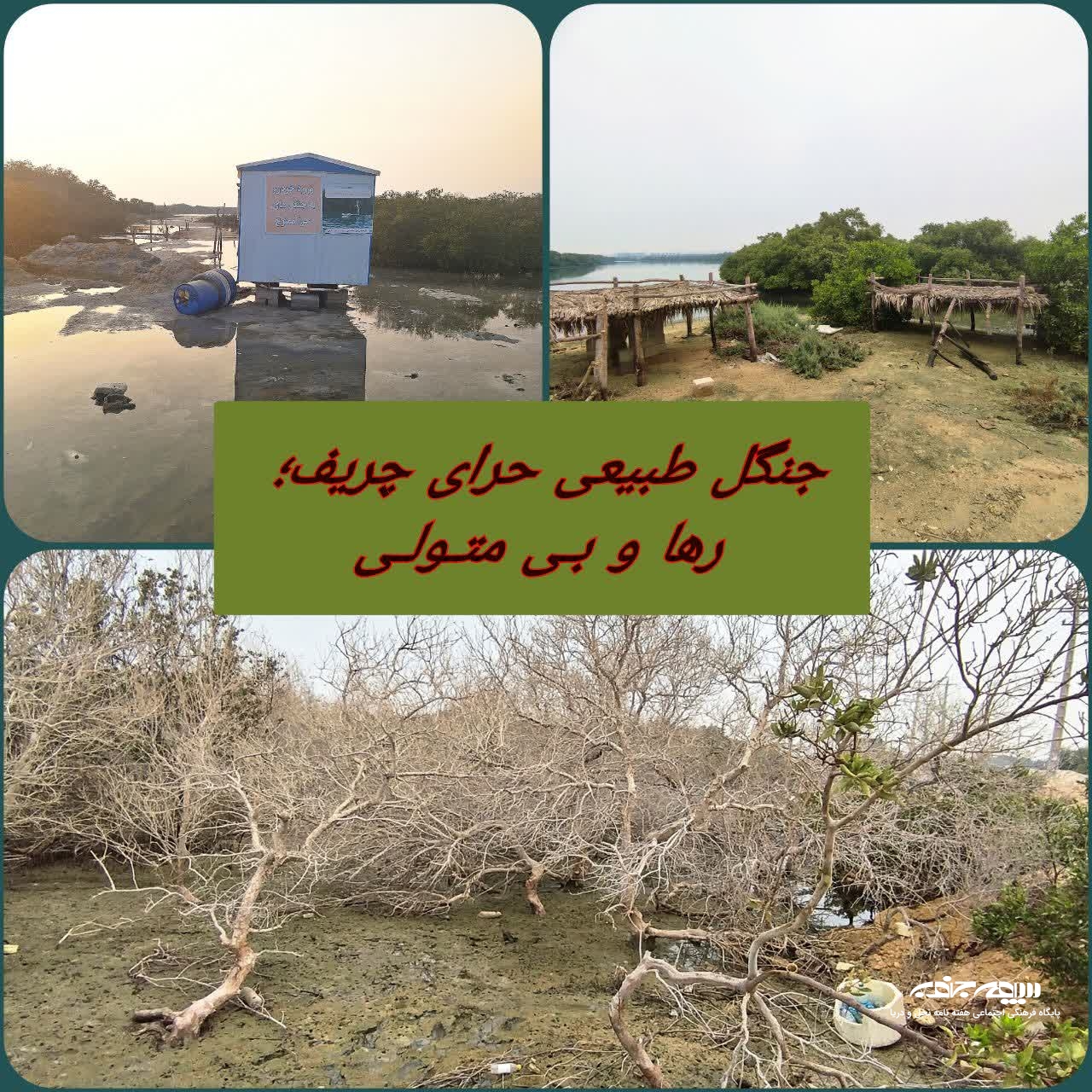 جنگل طبیعی حرای چریف؛ رها و بی متولی