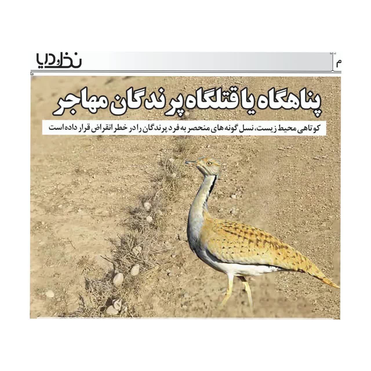 پناهگاه یا قتلگاه پرندگان مهاجر