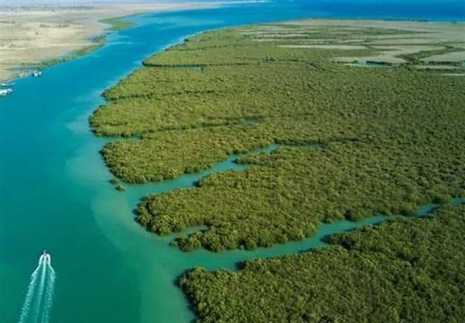 جنگل‌کاری حرا در سواحل فاقد سابقه تاریخی، مداخله‌ای سبز یا ریسک اکولوژیک پنهان؟