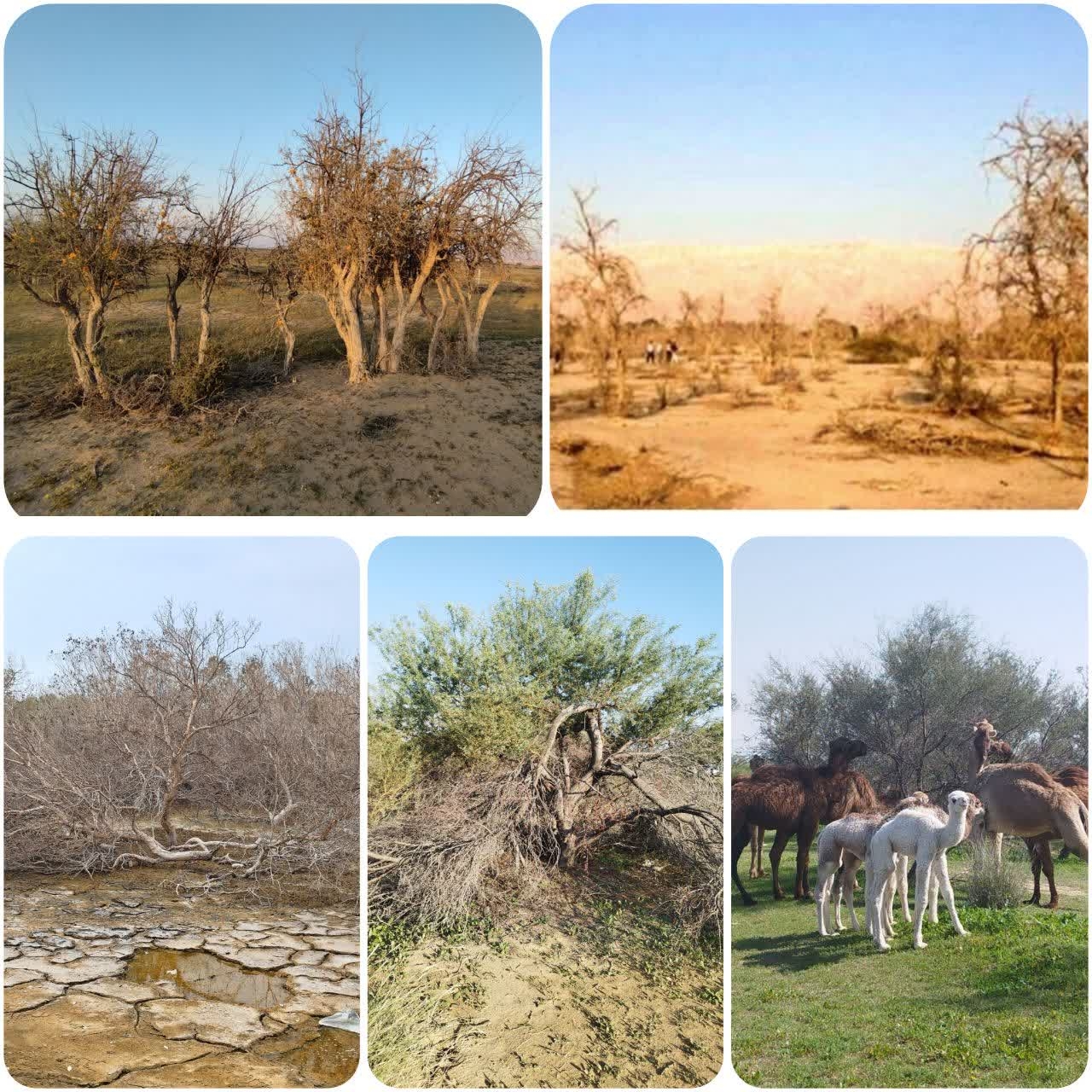 واکاوی چرایی شکست طرح های درختکاری